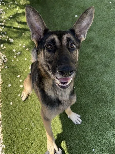 An adult large-sized male German Shepherd Dog dog named Snickers for adoption in Newton, NC