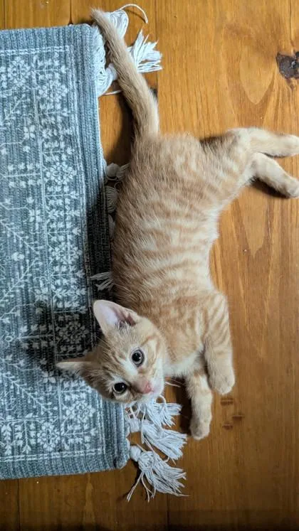 A baby medium-sized male Domestic Short Hair cat named Watson Haystack for adoption in Savannah, GA