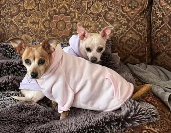 An adult small-sized female White / Cream Chihuahua dog named Halfpint for adoption in Woodbridge, VA