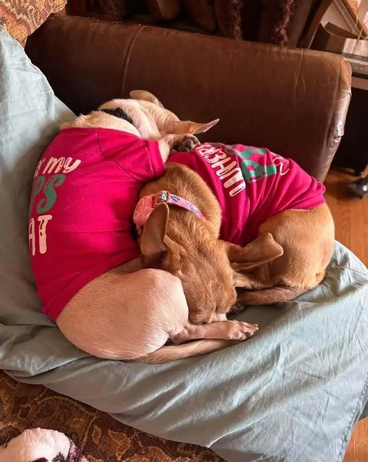 Halfpint thumbnail 2