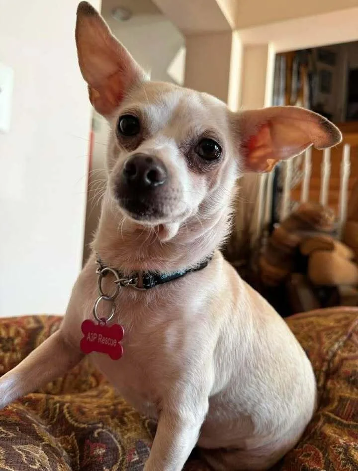 Halfpint thumbnail 3