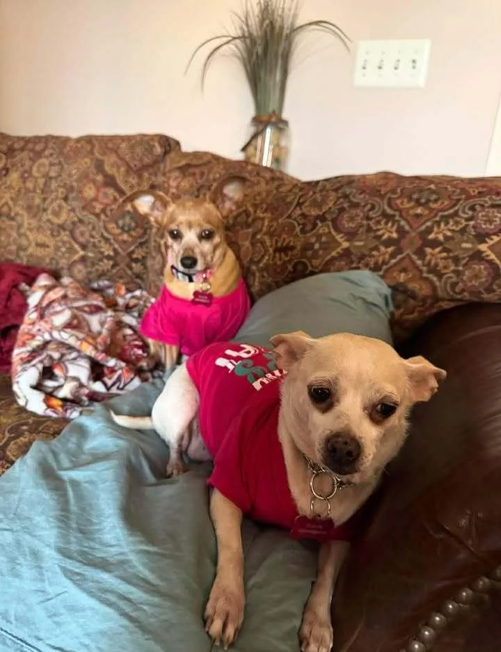 Halfpint thumbnail 4