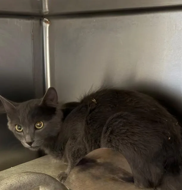 A baby small-sized male Domestic Short Hair cat named Gris for adoption in Lancaster, CA