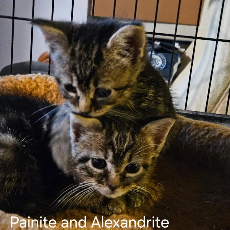 A baby small-sized male Brown / Chocolate Domestic Short Hair cat named Painite for adoption in Silver Spring, MD