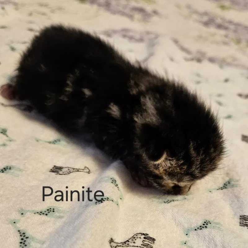 Painite thumbnail 2