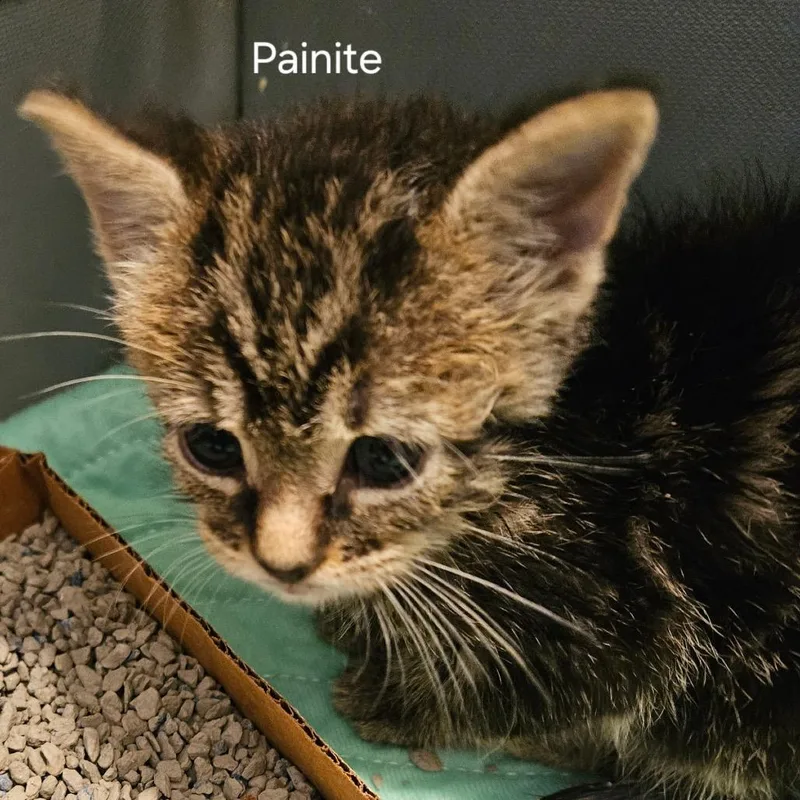Painite thumbnail 3