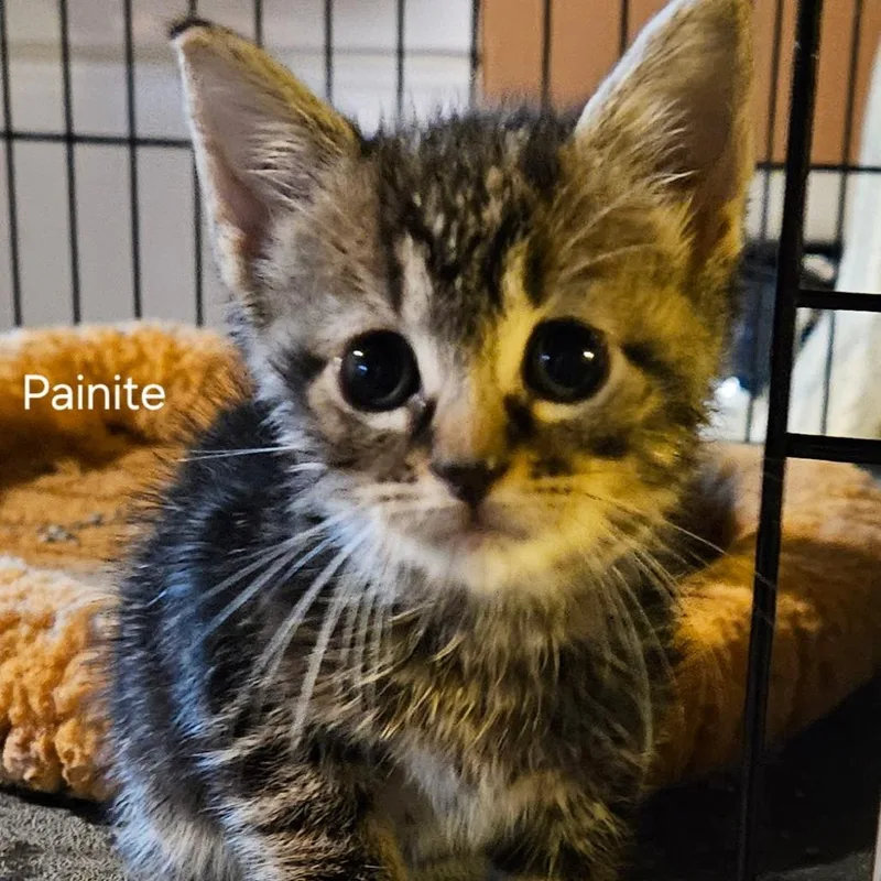 Painite thumbnail 4
