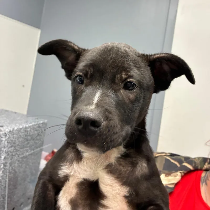 A baby small-sized male Black Labrador Retriever dog named Josh for adoption in Birmingham, AL