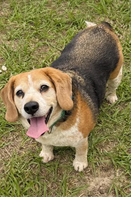 Zacharius thumbnail 2