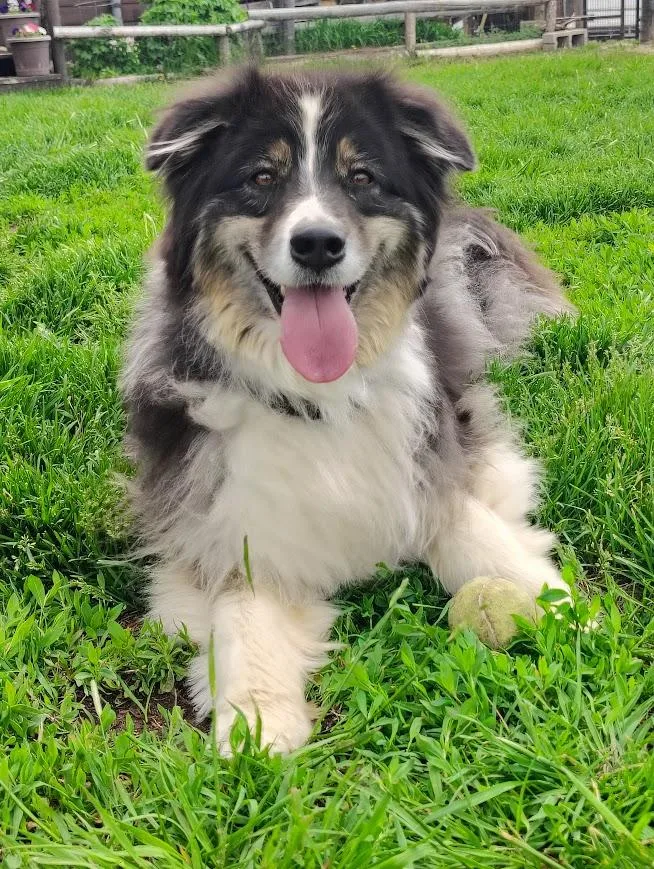 An adult medium-sized female Tricolor (Brown, Black, & White) Australian Shepherd dog named Willow for adoption in Jackson, WY