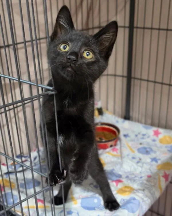 A baby small-sized male Domestic Short Hair cat named Duarte for adoption in Novato, CA