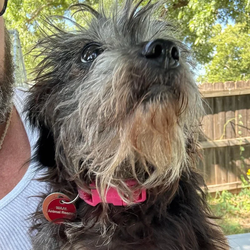 An adult small-sized female Black Terrier dog named Oreo for adoption in Wichita, KS