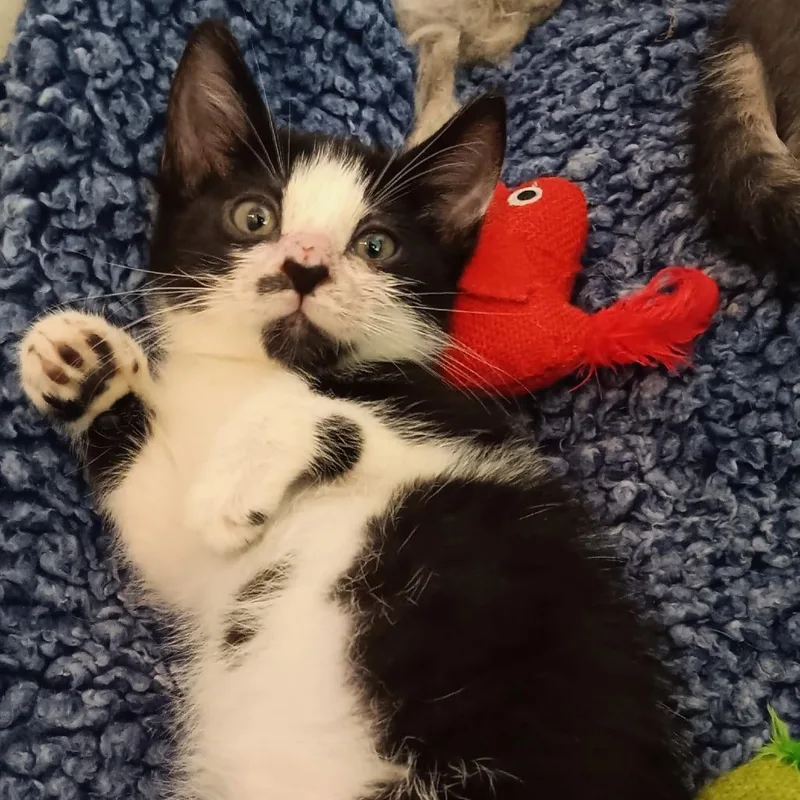 A baby small-sized female Black Domestic Short Hair cat named Smudge for adoption in Melrose, FL
