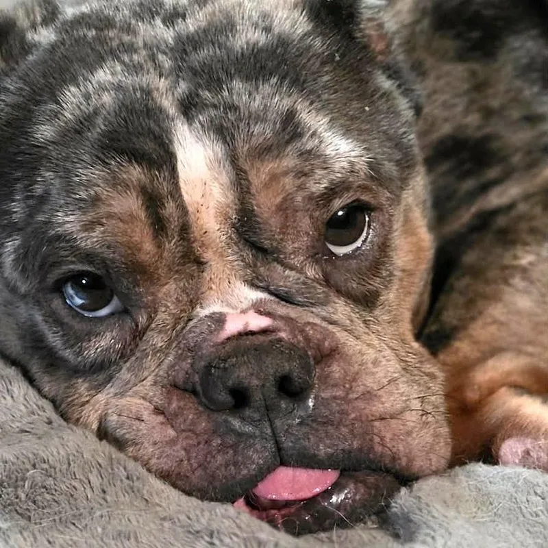 An adult medium-sized female Merle (Blue) Bulldog dog named Ivy for adoption in Burton, MI