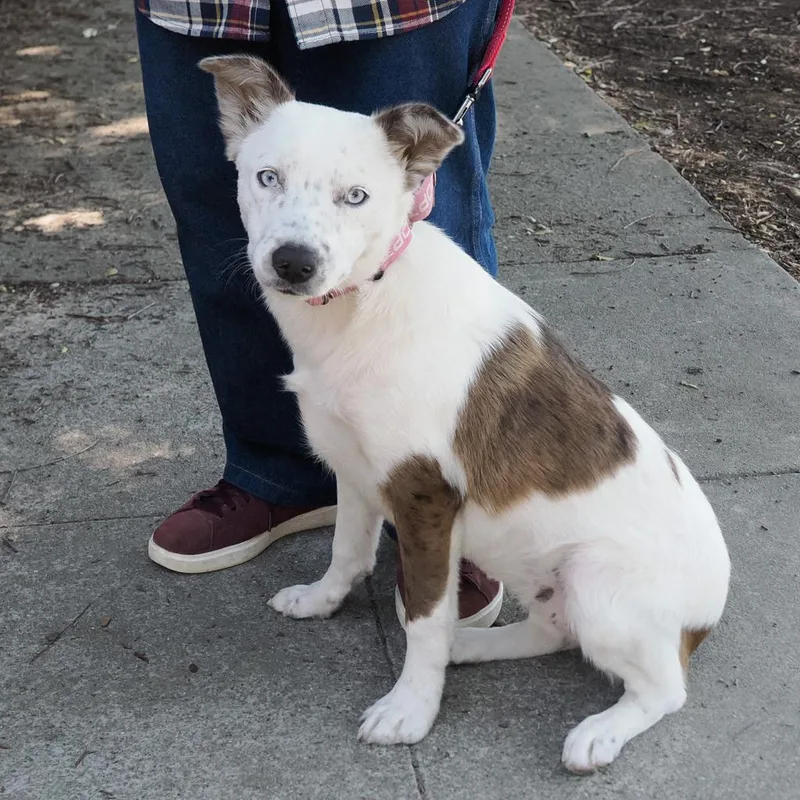 A young medium-sized female White / Cream Cattle Dog dog named Mary for adoption in Point Richmond, CA