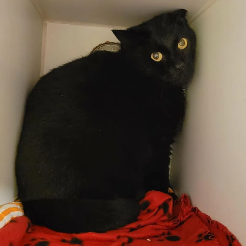 A senior large-sized male Black Domestic Short Hair cat named Kyle for adoption in Columbia, MO