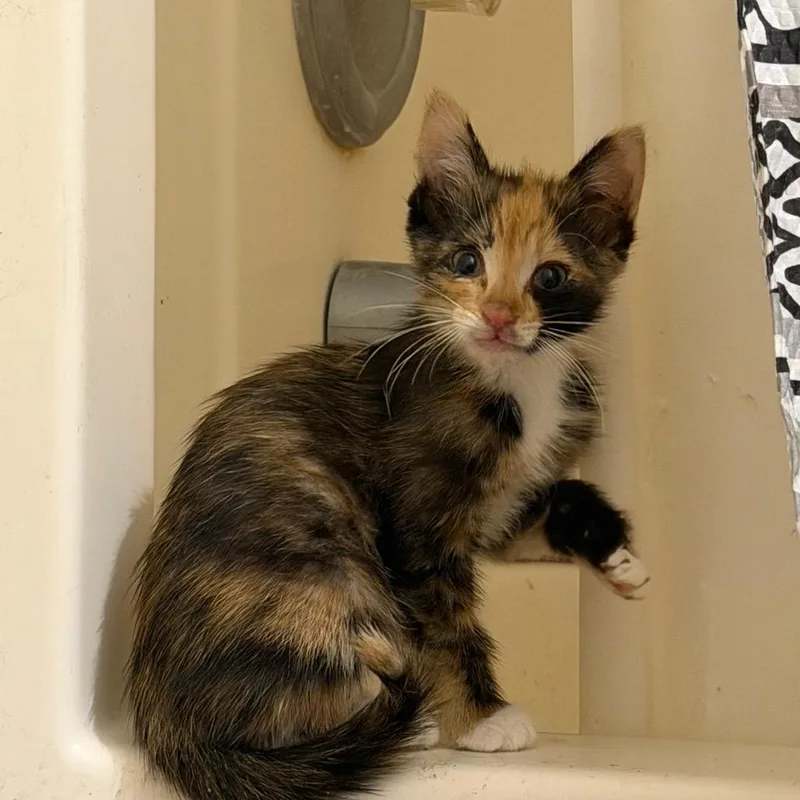 A baby small-sized female Domestic Short Hair cat named Smores Wilmer for adoption in Tallahassee, FL
