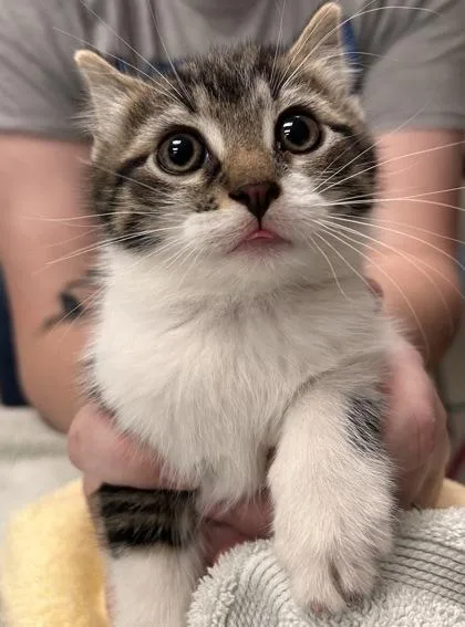 A baby small-sized male Domestic Short Hair cat named Munster for adoption in Fishers, IN