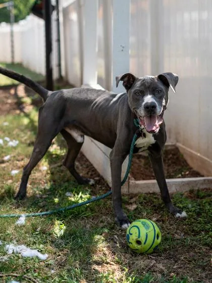 An adult large-sized male Mixed Breed dog named Waver for adoption in Chamblee, GA