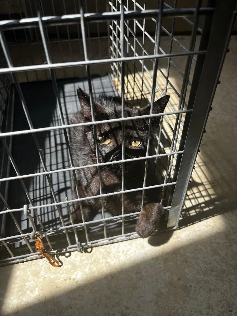 A baby medium-sized male Domestic Short Hair cat named Buttercup for adoption in Benton, AR