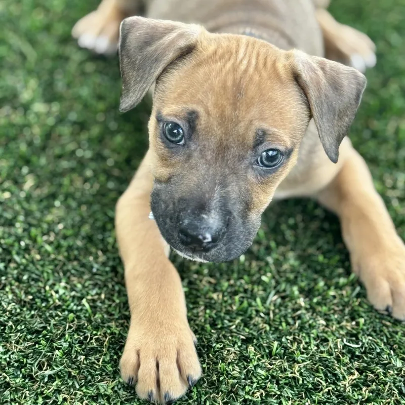 A baby small-sized male Yellow / Tan / Blond / Fawn Mixed Breed dog named Tan Lines for adoption in Bradenton, FL