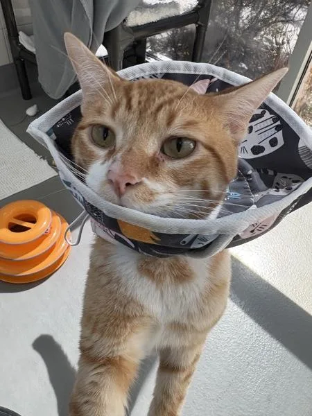 An adult small-sized male Domestic Short Hair cat named SunnyD for adoption in Healdsburg, CA
