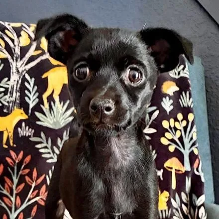 A baby small-sized female Black Chihuahua dog named Sylvie for adoption in Oklahoma City, OK