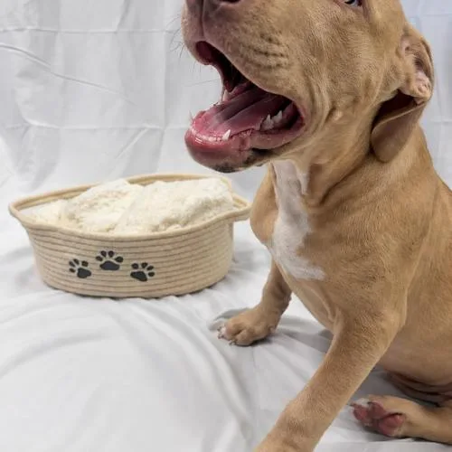 A baby small-sized female Red / Chestnut / Orange Pit Bull Terrier dog named Kiki for adoption in Kirksville, MO