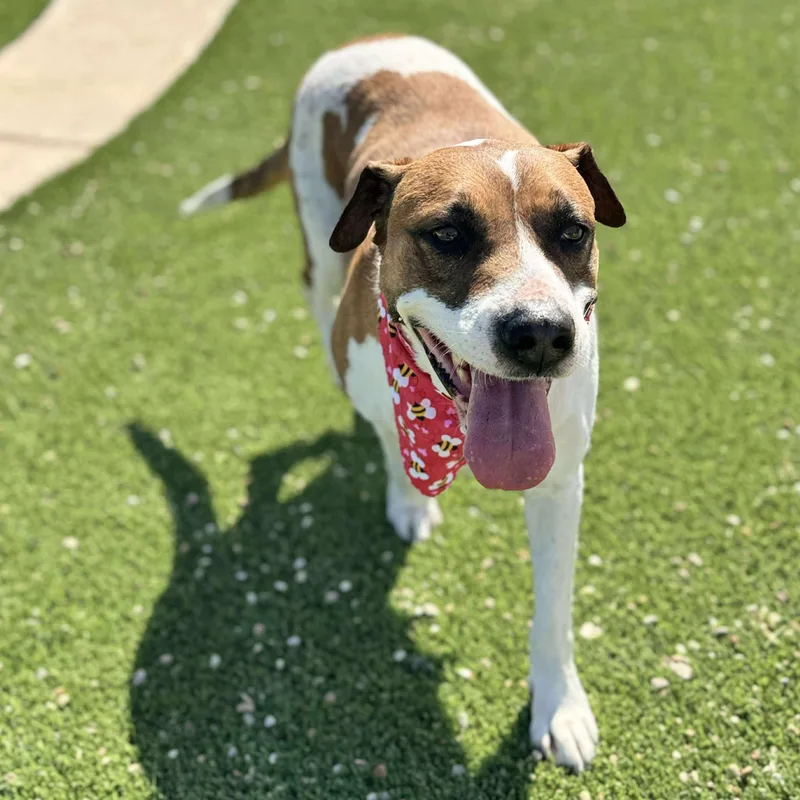 An adult medium-sized female Tricolor (Brown, Black, & White) Hound dog named Paula for adoption in Corpus Christi, TX