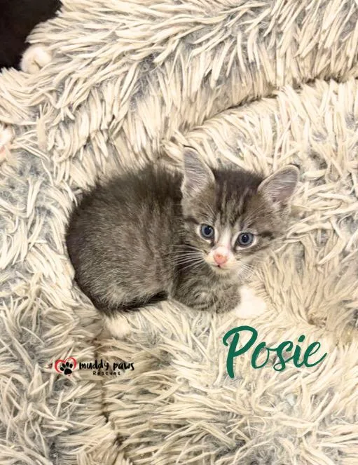 A baby small-sized female Extra-Toes Cat / Hemingway Polydactyl cat named After Dark Litter: for adoption in Council Bluffs, IA