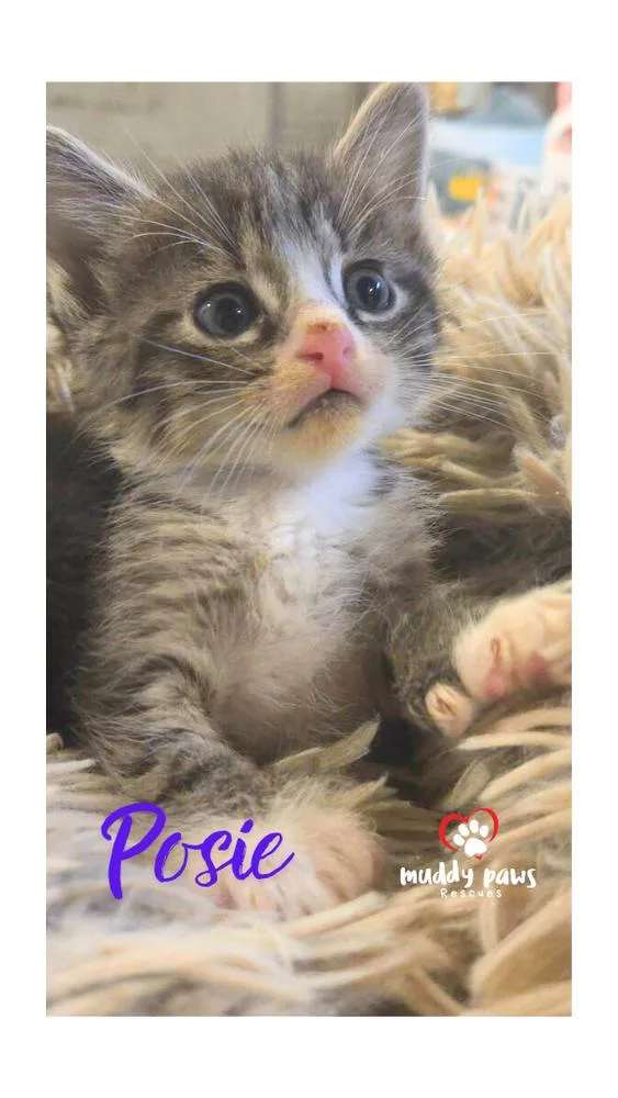 After Dark Litter:  thumbnail 3