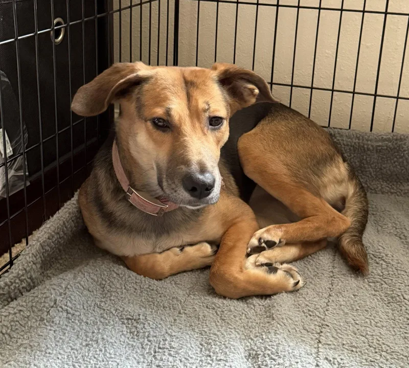 A young medium-sized female German Shepherd Dog dog named Cinnamon for adoption in Baltimore, MD