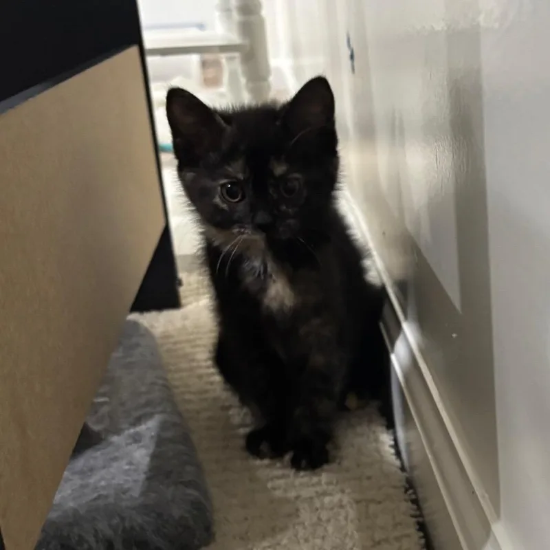 A baby medium-sized female Black Domestic Short Hair cat named Coco Chandelier for adoption in Columbia, MO