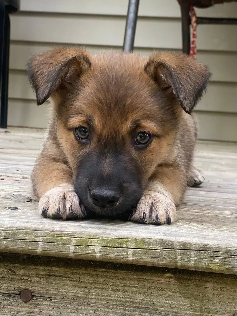 A baby large-sized female Shepherd dog named Ella for adoption in Berlin, NJ