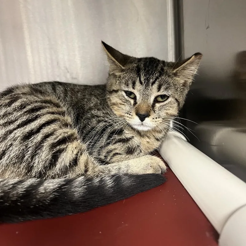 A baby small-sized female Brown / Chocolate Domestic Short Hair cat named Mediodia for adoption in Mentor, OH