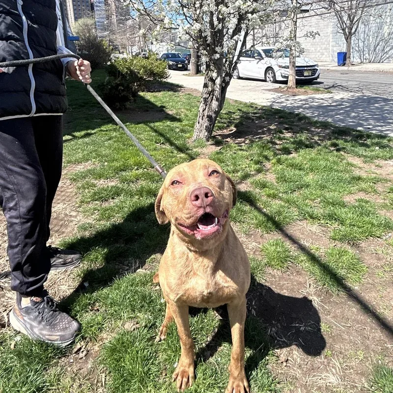 A baby small-sized male Red / Chestnut / Orange Pit Bull Terrier dog named Rusty for adoption in Weimar, CA