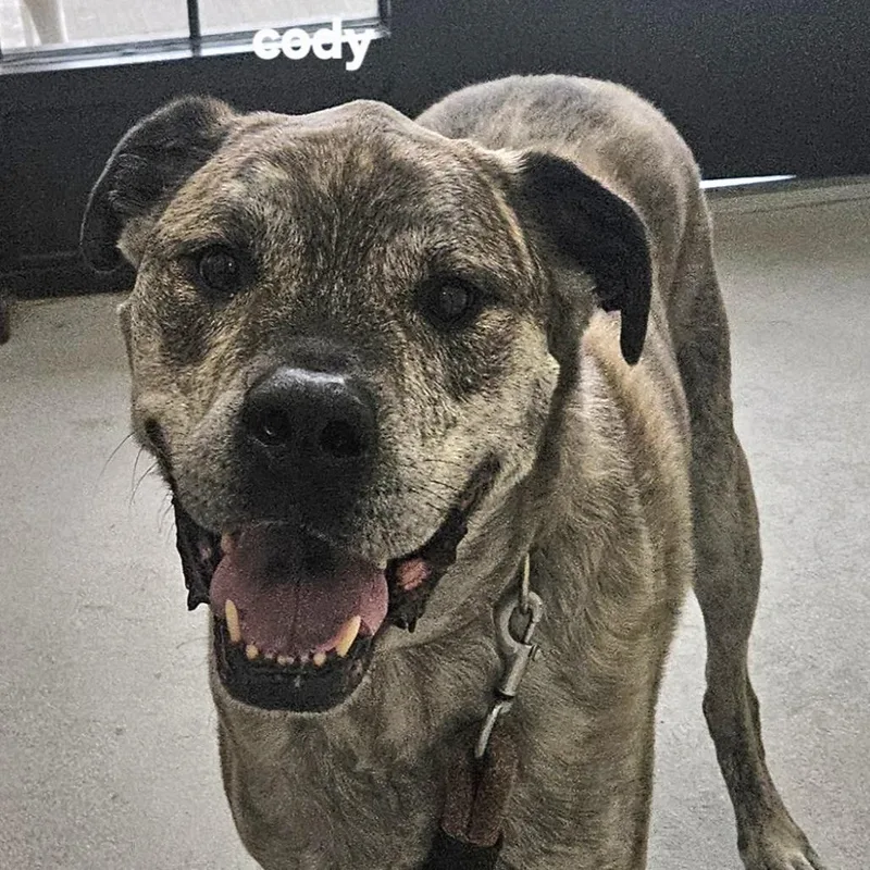 A senior extra large-sized male Brindle Mixed Breed dog named Cody for adoption in Ballston Spa, NY