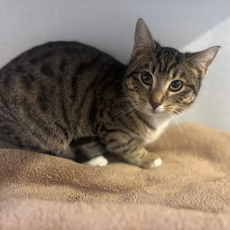 A young medium-sized female Brown / Chocolate Domestic Short Hair cat named Eagle for adoption in Brownsboro, AL