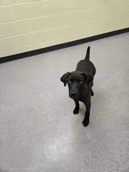 A baby medium-sized male Labrador Retriever dog named Kane for adoption in Guntersville, AL
