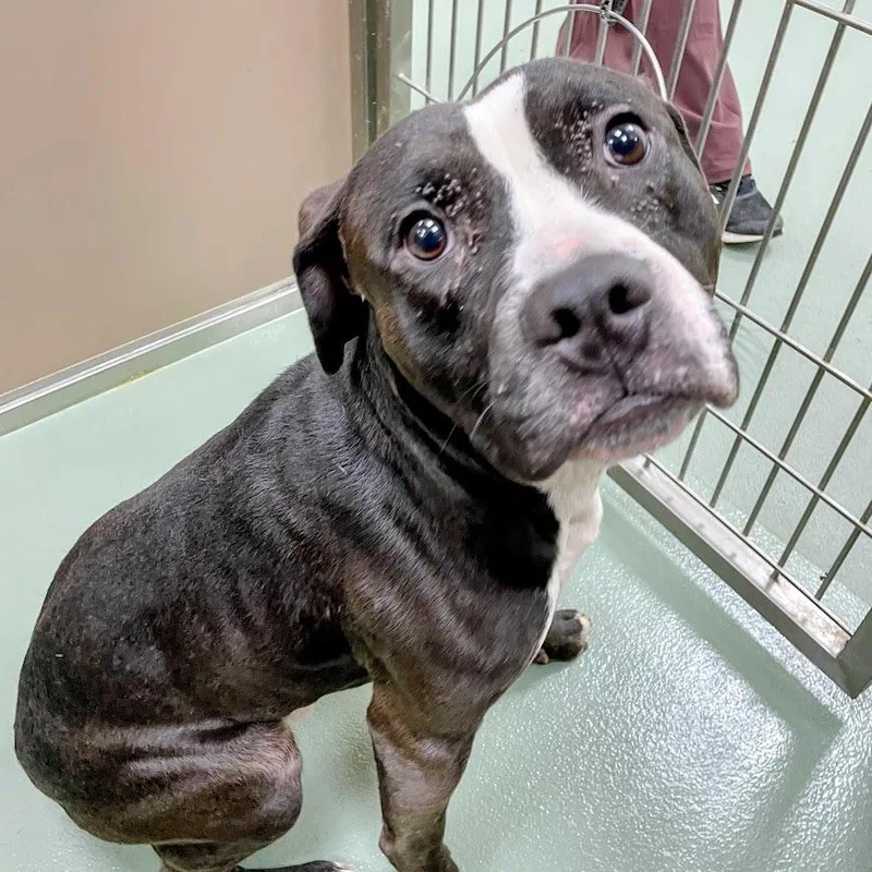 An adult medium-sized male Black Pit Bull Terrier dog named Sous Chef for adoption in Lyndhurst, VA