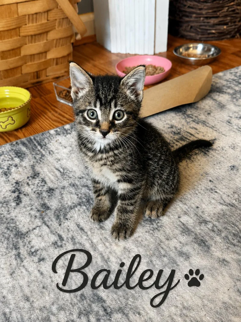 A baby small-sized male Tabby (Brown / Chocolate) Domestic Short Hair cat named Bailey for adoption in Seven Valleys, PA