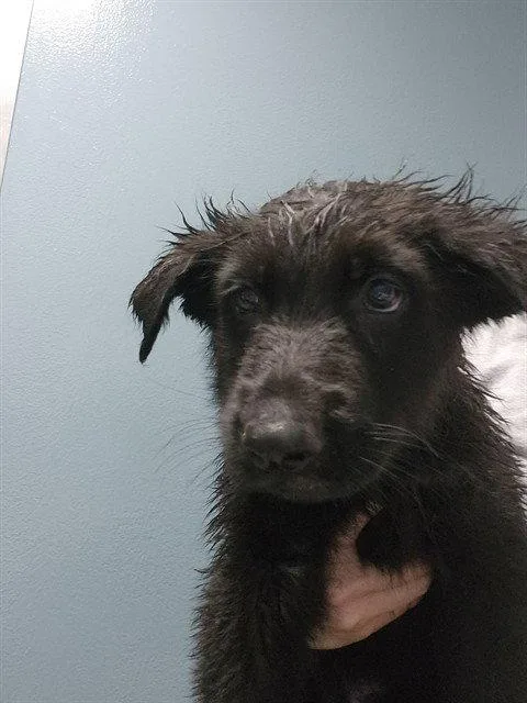 A baby medium-sized male German Shepherd Dog dog named Lucas for adoption in Holbrook, NY