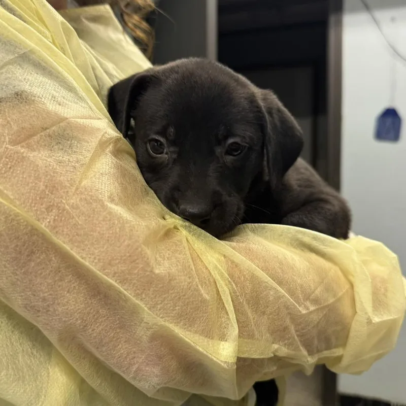 A baby medium-sized female Black Mixed Breed dog named Skye for adoption in Columbia, MO