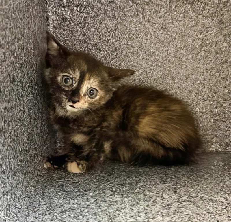 A baby medium-sized female Domestic Medium Hair cat named Frida Clawlo for adoption in Nashville, TN