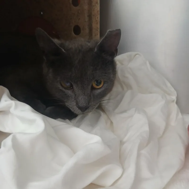 An adult medium-sized female Gray / Blue / Silver Domestic Short Hair cat named Grey for adoption in Philadelphia, PA
