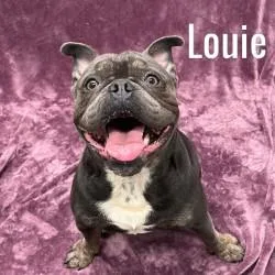 Louie