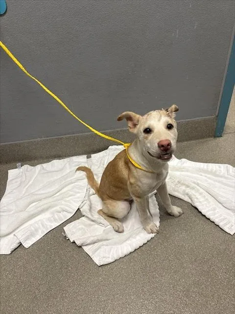 A young small-sized female Carolina Dog dog named Bella for adoption in Las Vegas, NV