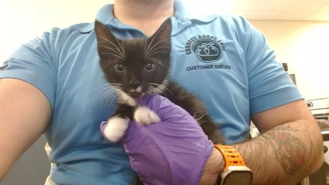 A baby small-sized female Domestic Short Hair cat named Gaga for adoption in Miami, FL