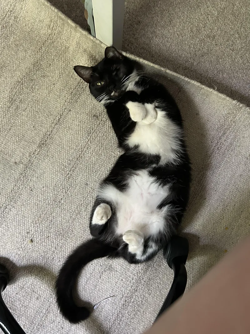 An adult small-sized female American Shorthair cat named Lisa for adoption in Wilmington, NC