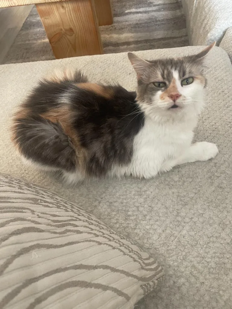 An adult small-sized female Domestic Medium Hair cat named Lola for adoption in Thousand Oaks, CA